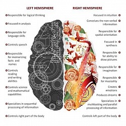 Left and right hemisphere