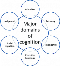 Processes facilitating the function of perception