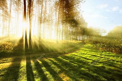 The shadow of trees varied in length and height ,yet majestically next to one another brings about the element of Religious Tolerance.